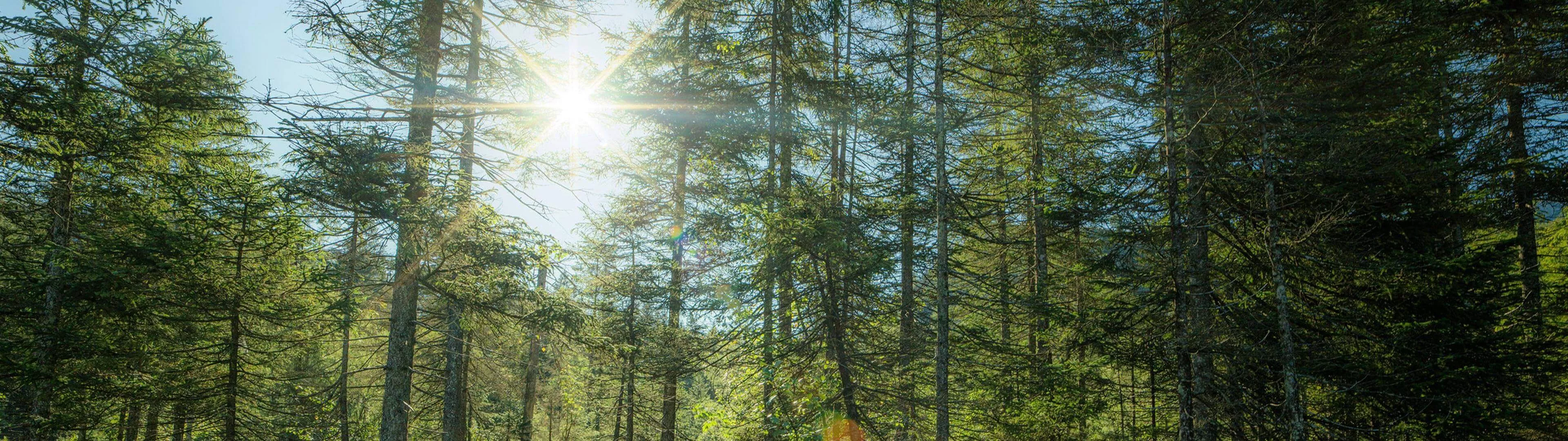 Forest with sun rays